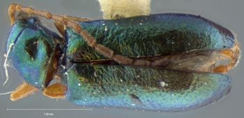 Media type: image;   Entomology 18300 Aspect: habitus dorsal view